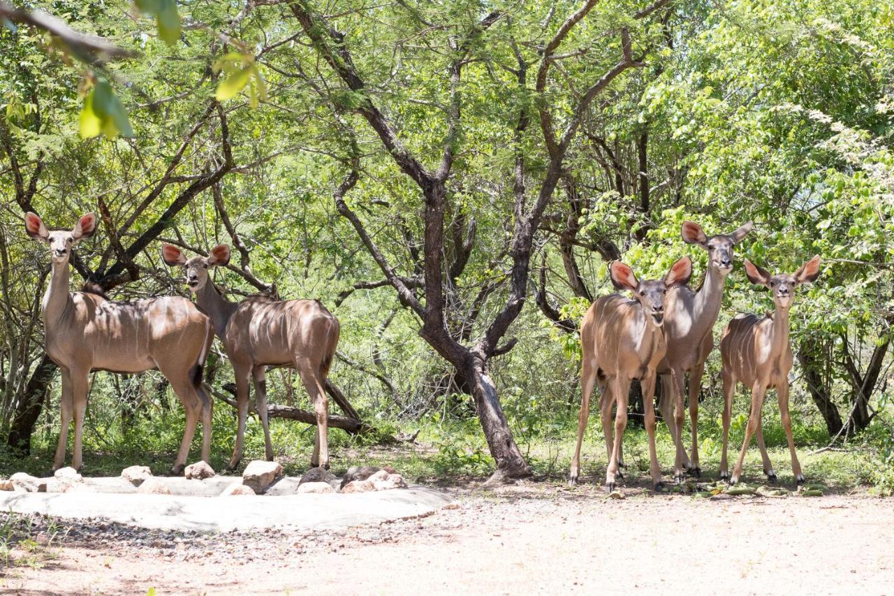 Hello Kruger Hideaway Cottage & Skilpad Studio マールロス・パーク エクステリア 写真