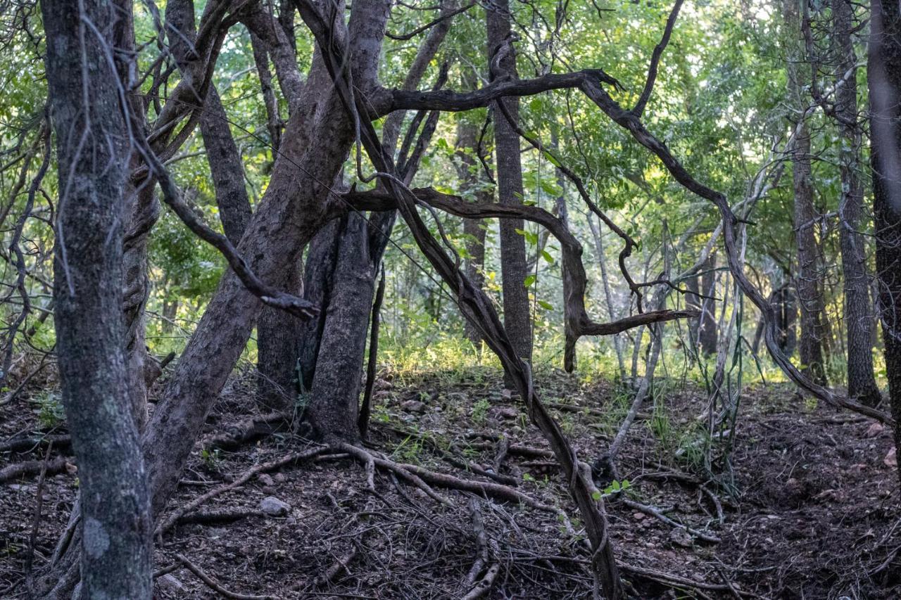 Hello Kruger Hideaway Cottage & Skilpad Studio マールロス・パーク エクステリア 写真